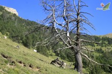 Pirineos al Natural III- 2013
