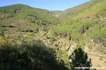 Ruta de la Berrea - Las Hurdes- 2012