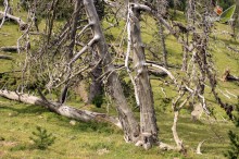 Pirineos al Natural III- 2013