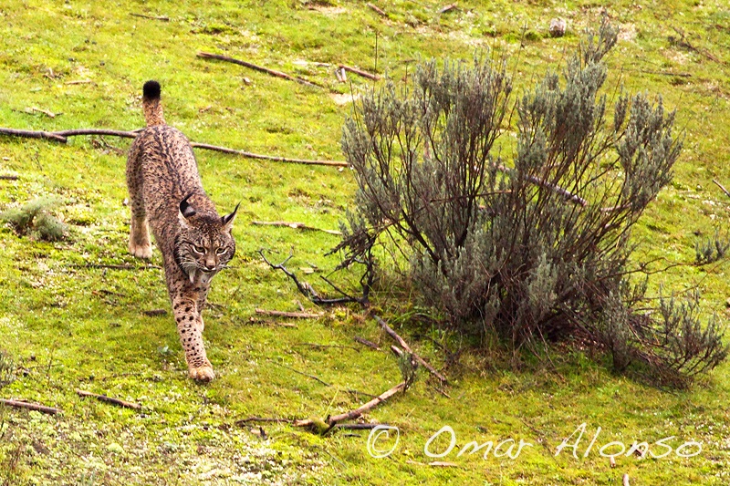 Lince Ibérico en Andujar Sierra Morena con Terranatur