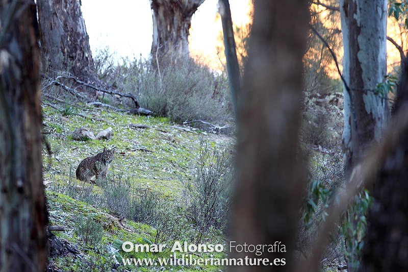 Lince ibérico en Andujar con Terranatur