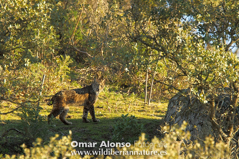 Lince ibérico. Avistamiento con Terranatur en Sierra de Andujar