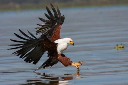 Aguila-pesquera-kruger-terranatur
