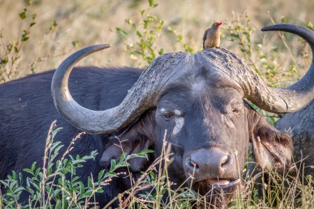 Bufalos en el Kruger