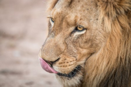 León Africano Kruger