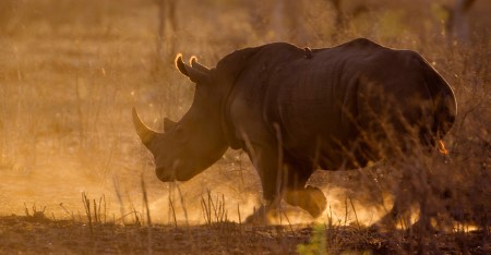 Rinoceronte africano viaje al Kruger con Terranatur