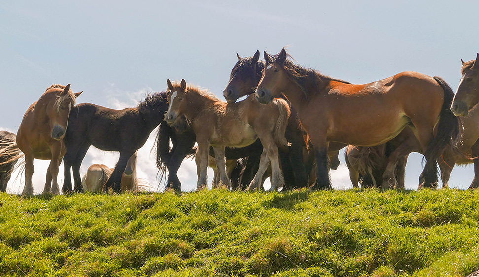 Caballos en cantabria- Rutas 4x4 con Terranatur