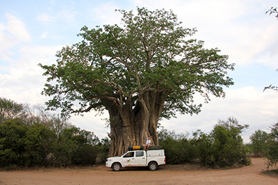 Baobab en el Kruger