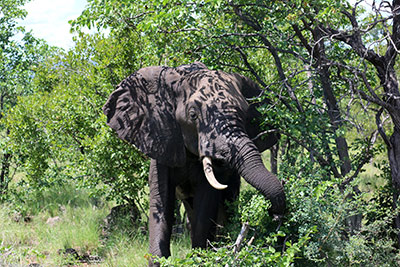 Elefante en el Kruger