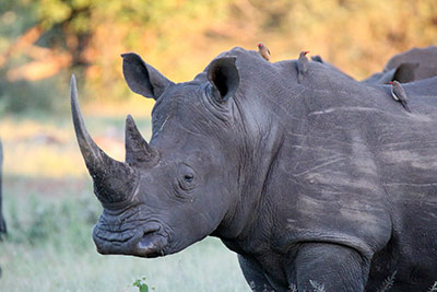 Kirafu (Rinoceronte) en el Kruger