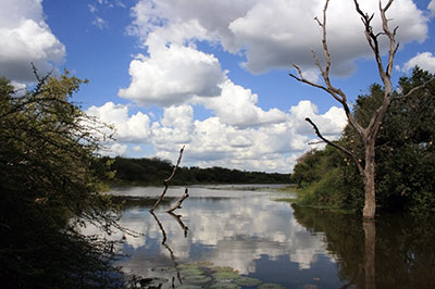 Paisaje Kruger