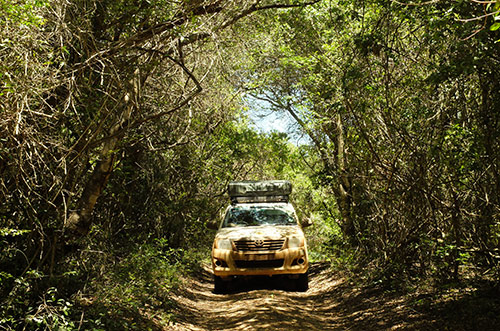 Viaje de Aventura en agosto 2015 a Sudáfrica y Mozambique. Túnel de vegetación tropical