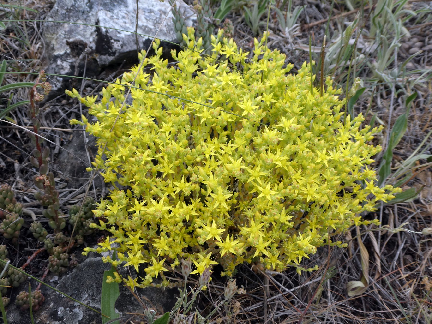 Uña de gato. Sedum en la Serranía de Cuenca